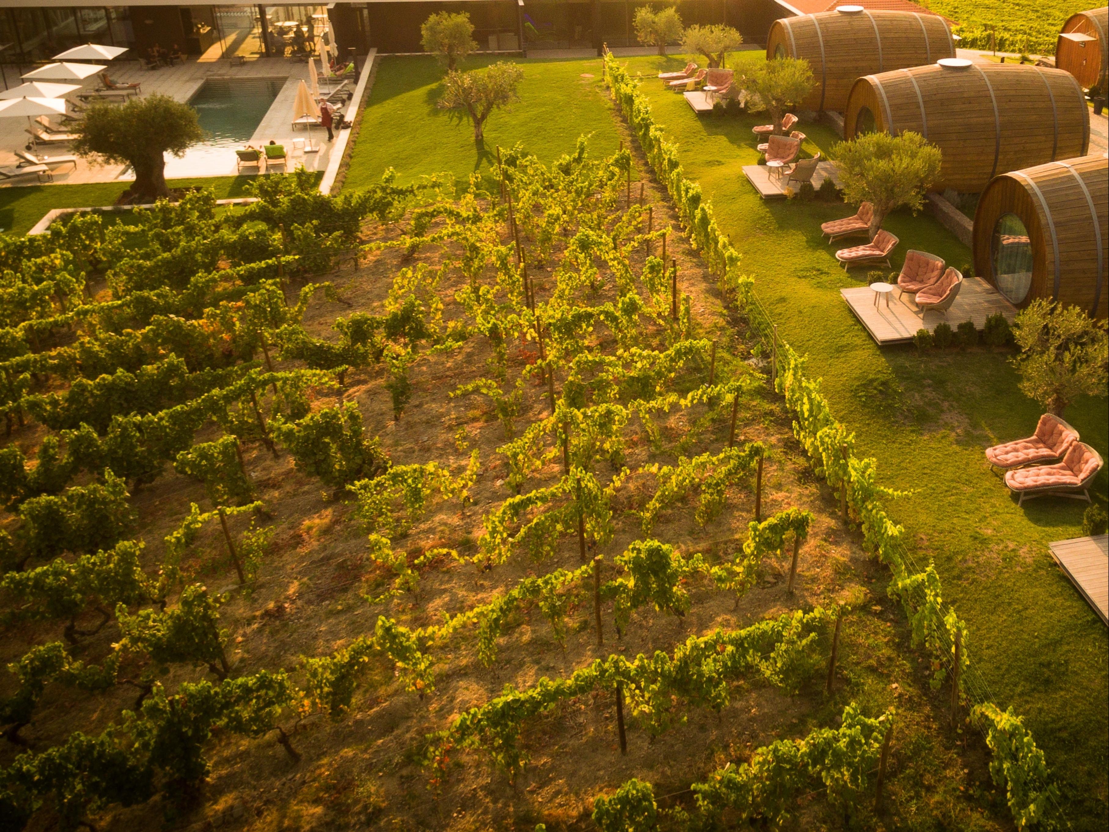 Pacheca The Wine House Hotel E Spa - Quinta Da Pacheca Lamego Exterior photo A vineyard in the desert