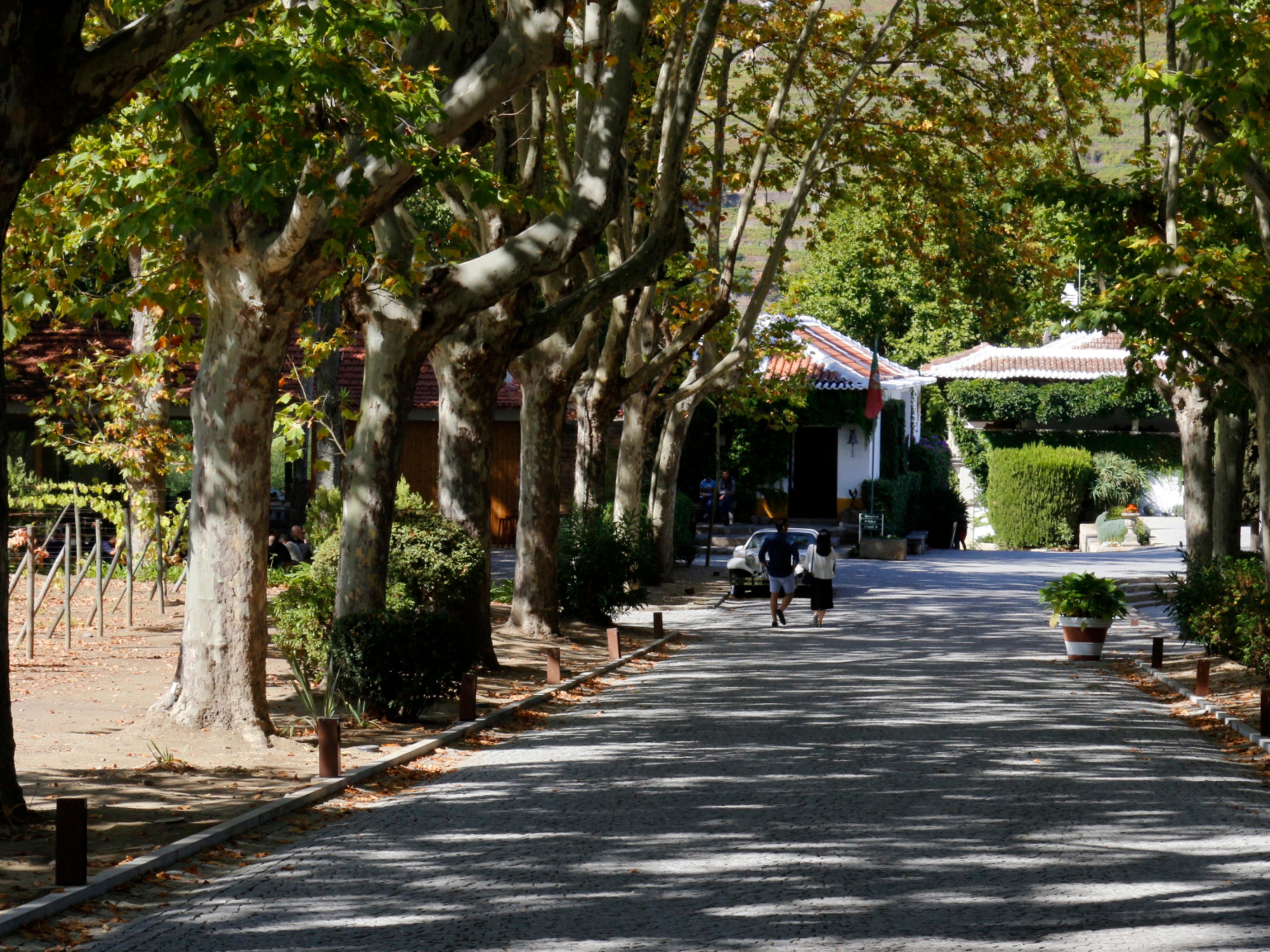Pacheca The Wine House Hotel E Spa - Quinta Da Pacheca Lamego Exterior photo A street in the village