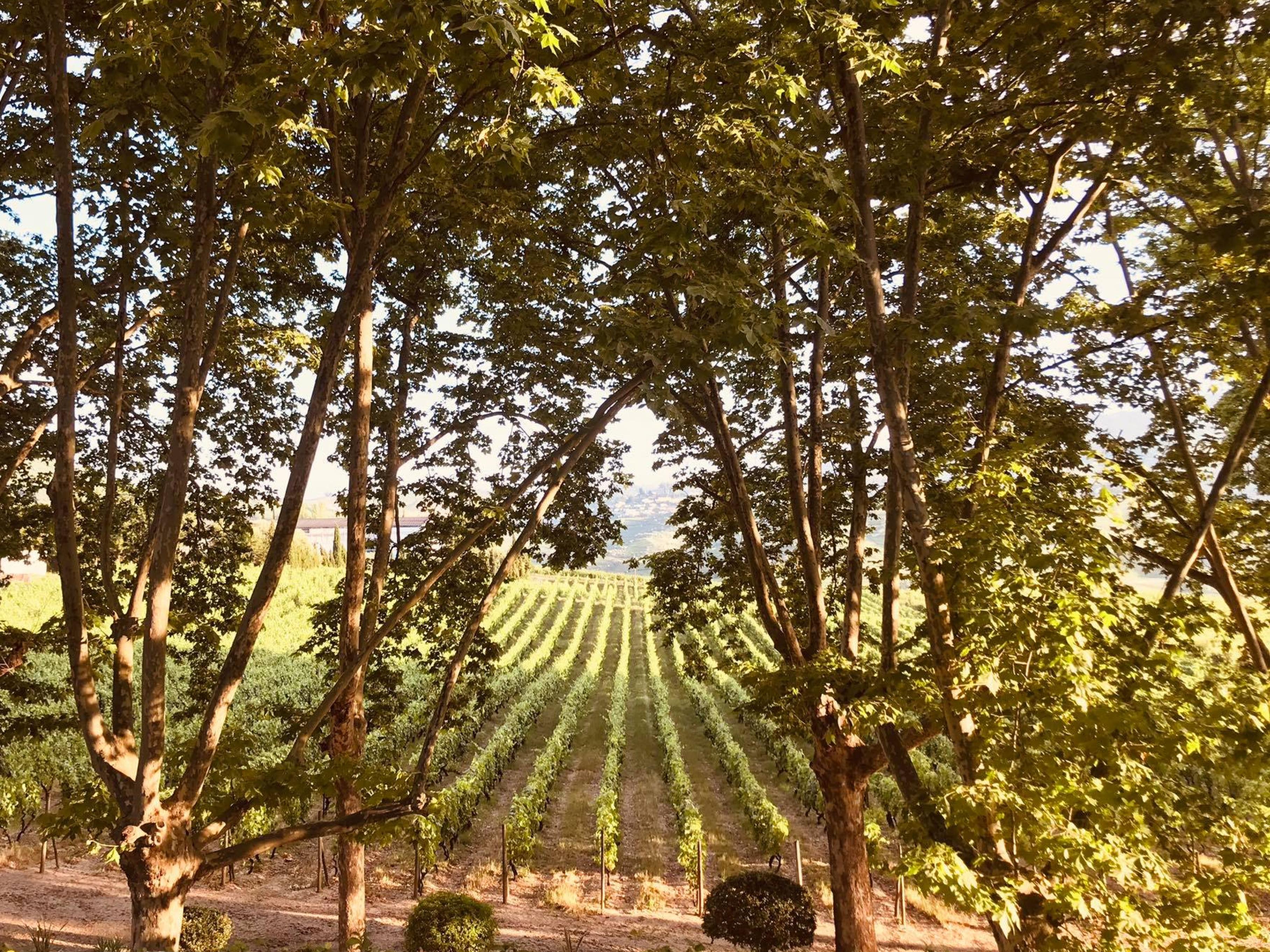 Pacheca The Wine House Hotel E Spa - Quinta Da Pacheca Lamego Exterior photo Vineyards in the Rogue Valley